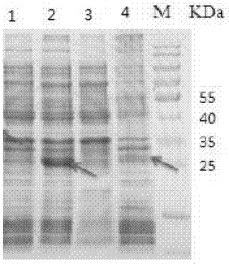 Babesia mocroti Bm7 recombinant antigenic protein, preparation method and purpose thereof