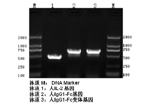 Human interleukin-2 (IL-2)/Fc fusion protein