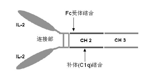 Human interleukin-2 (IL-2)/Fc fusion protein