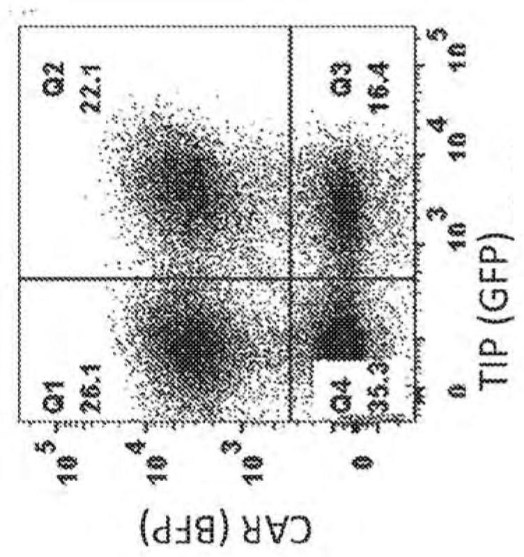 Variant icos ligand immunomodulatory proteins and related compositions and methods