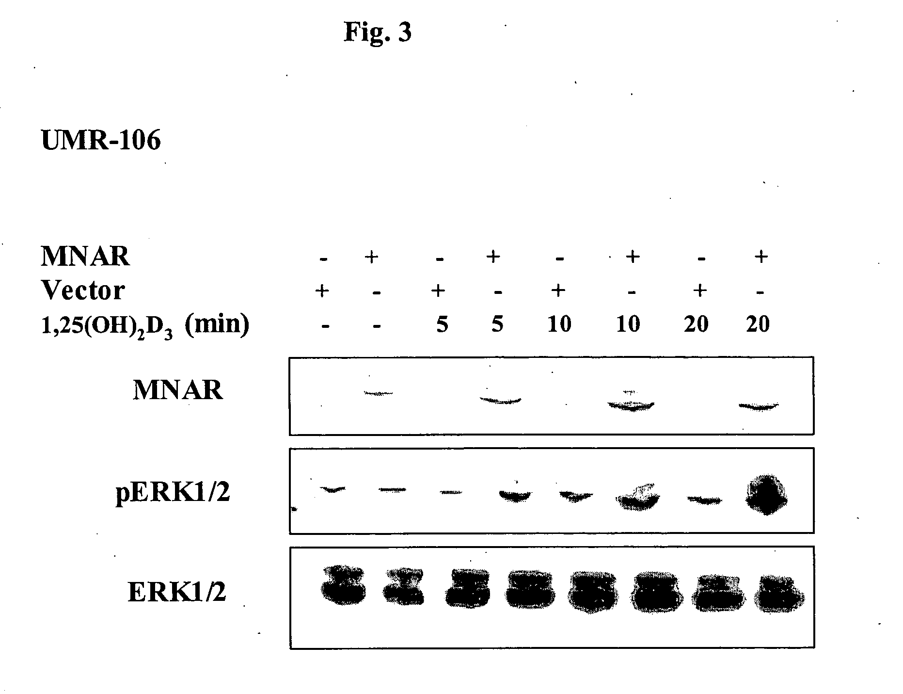 Functional method for generating or screening for ligands which modulate steroid hormone receptors