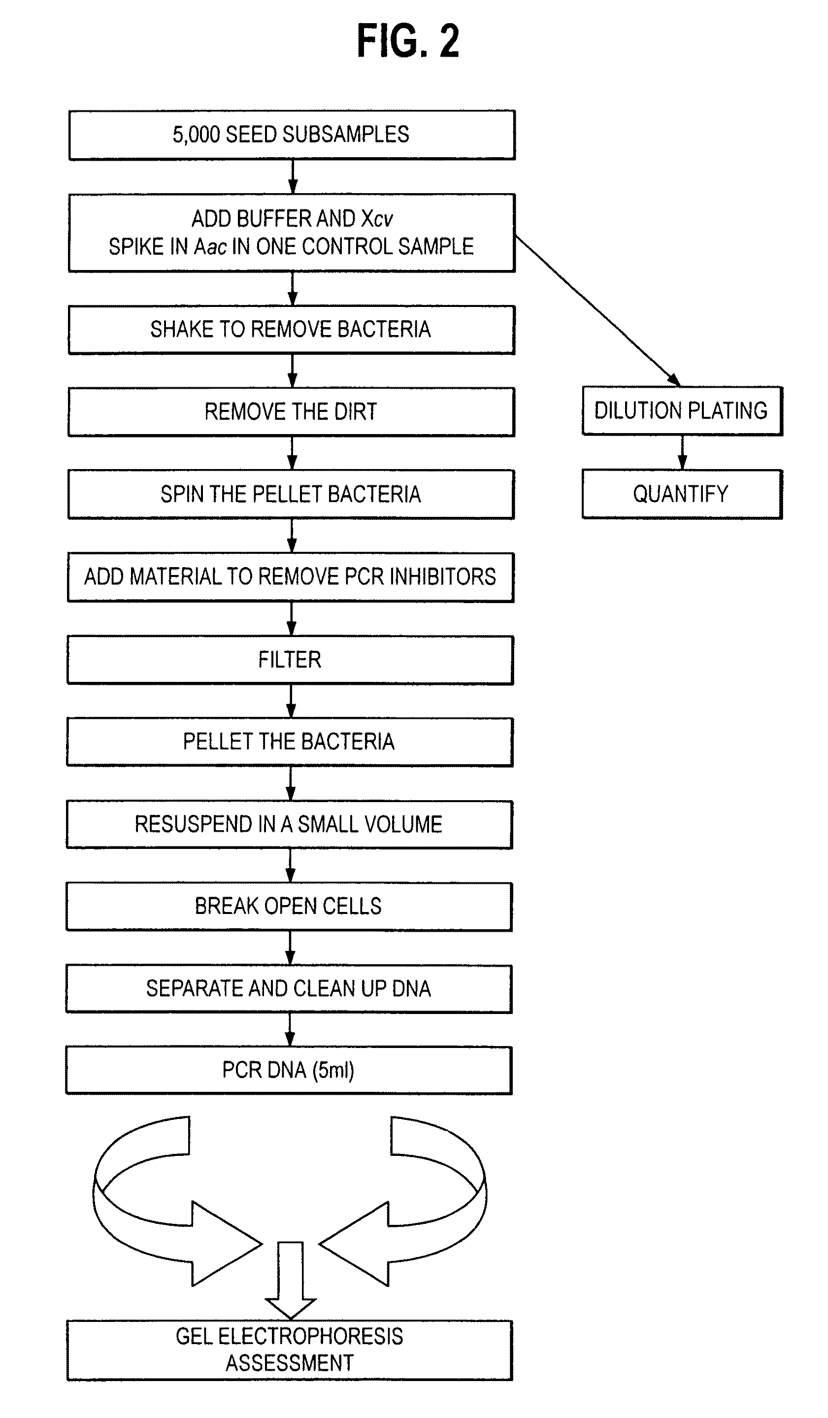 Primers and primer sets for use in methods to detect the presence of Acidovorax avenae subsp. citrulli