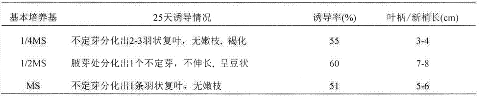 Tissue culture propagation method of taxodium hybrids'zhongshansha118'