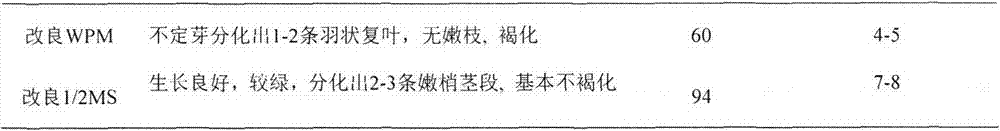Tissue culture propagation method of taxodium hybrids'zhongshansha118'