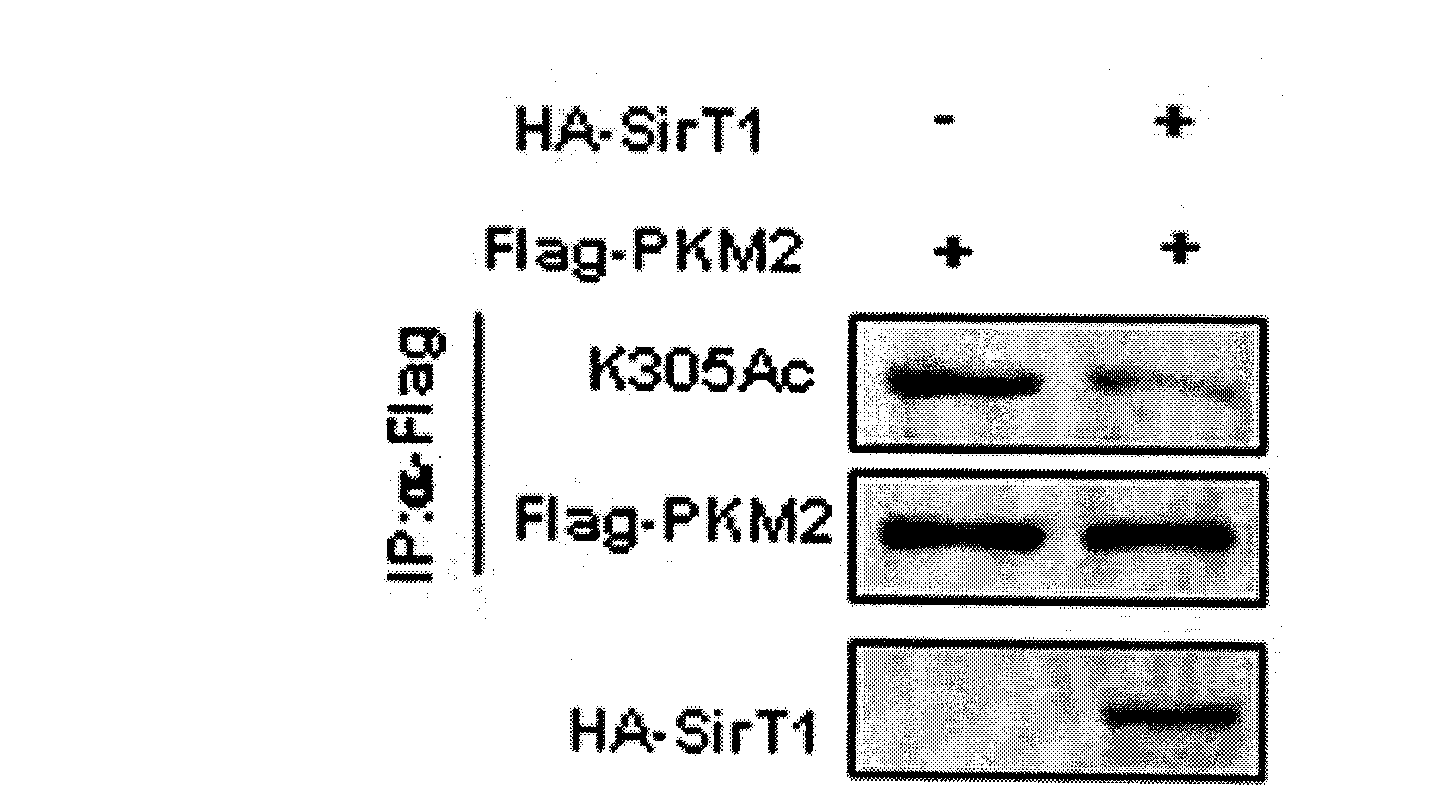 Inhibitor for acetylation of pyruvate kinase 2 (PKM2) and use thereof