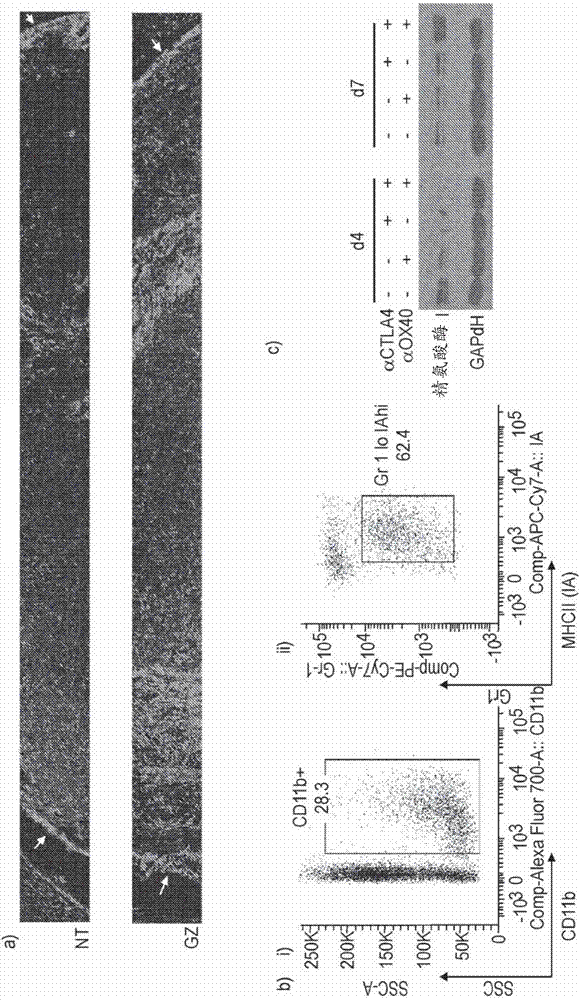 Compositions and methods for enhancing the efficacy of cancer therapy