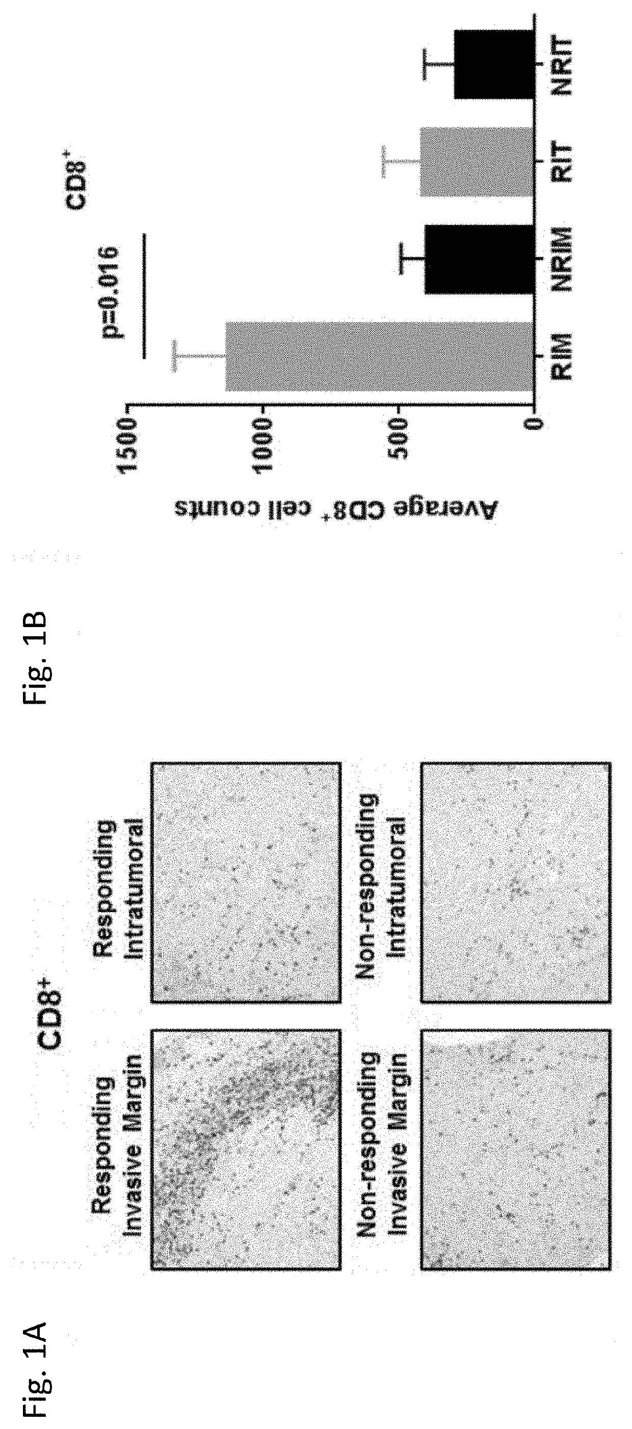 Methods for predicting responsiveness of a cancer to an immunotherapeutic agent and methods of treating cancer