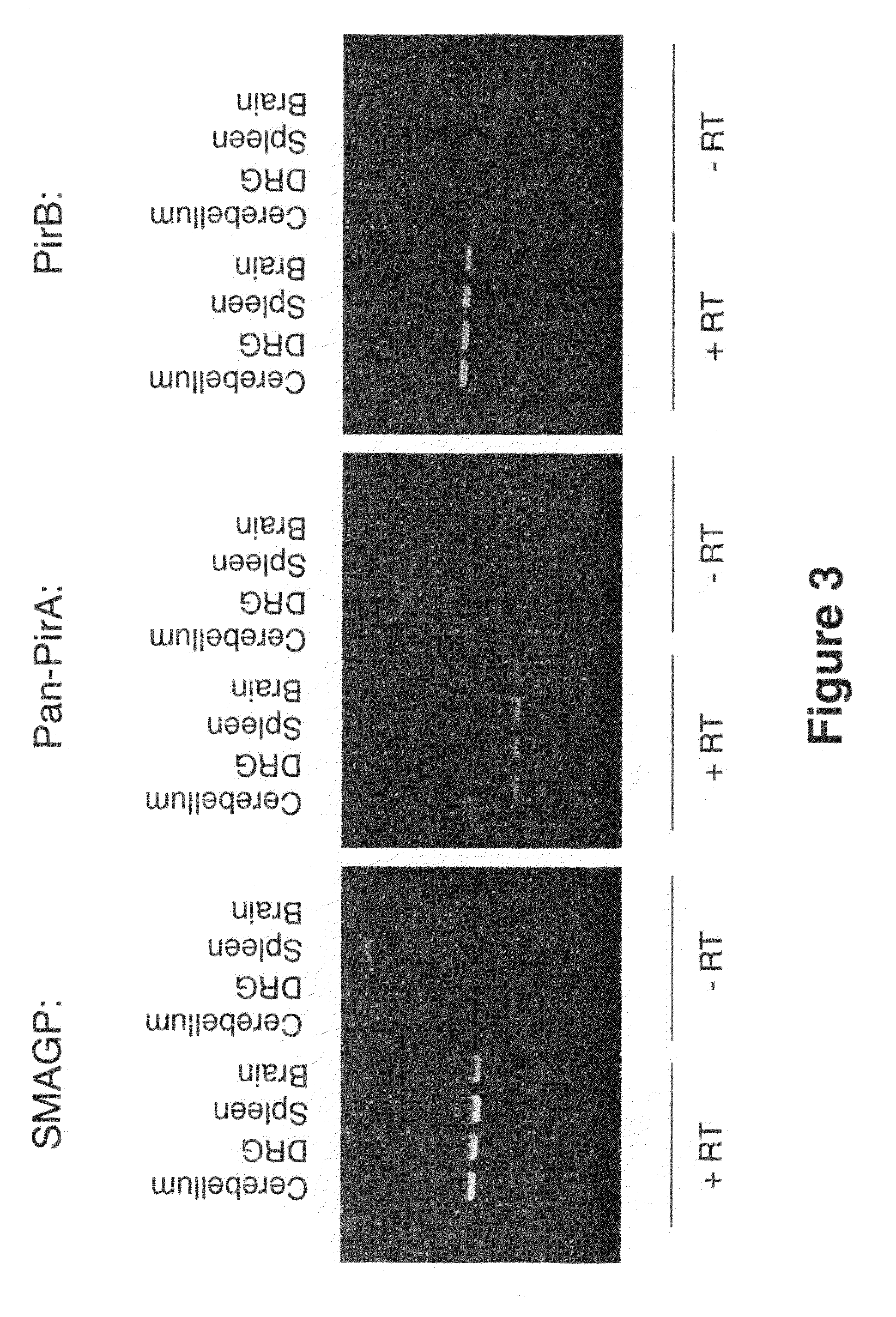 Modulators of neuronal regeneration