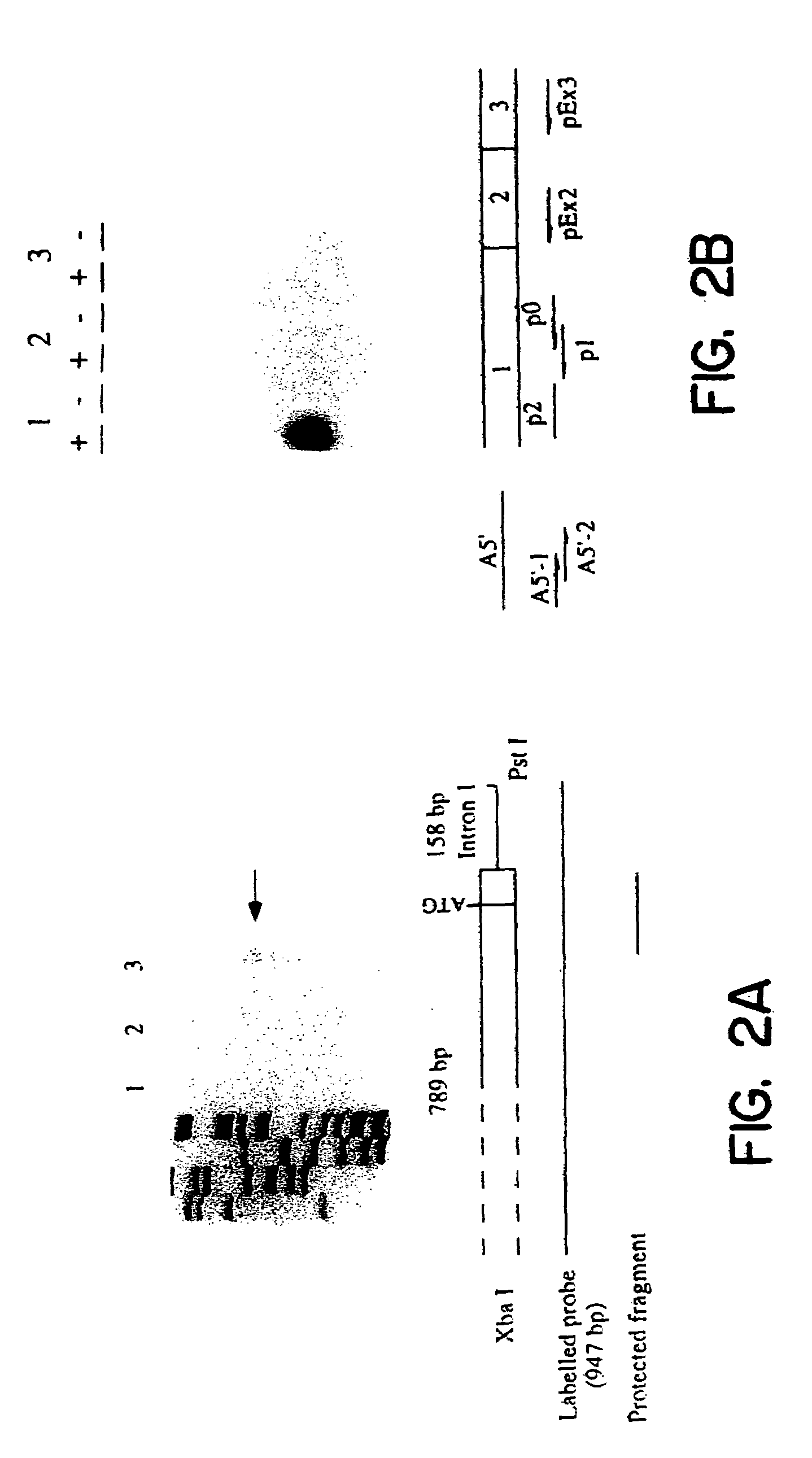 Method of screening for compounds that modulate activity of a regulatory sequence of the beta-2 subunit of a neuronal nicotinic acetylcholine receptor