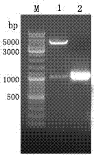 Expression and purification method for paraoxonase 1 gene