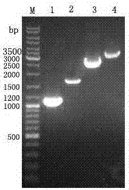 Expression and purification method for paraoxonase 1 gene