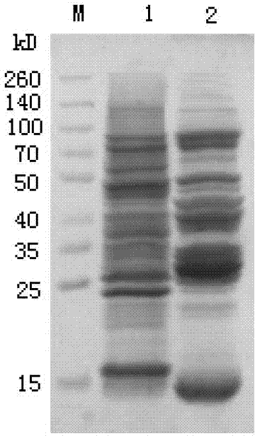 Expression and purification method for paraoxonase 1 gene