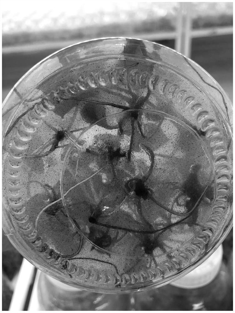 A kind of tissue culture method of Buglossia cordata jackfrost