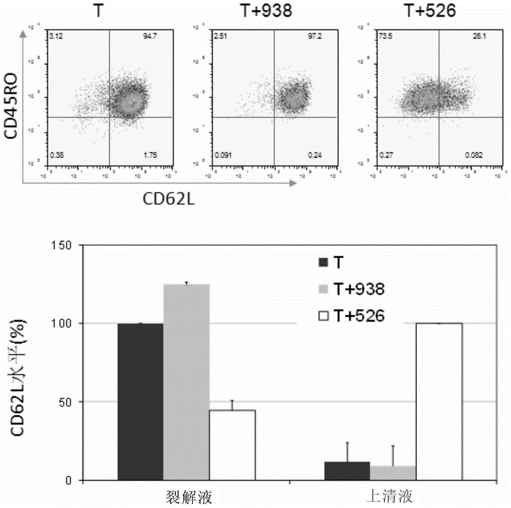Tumor therapeutic agent improved through IL-12/CD62L fusion protein and preparation method and application thereof