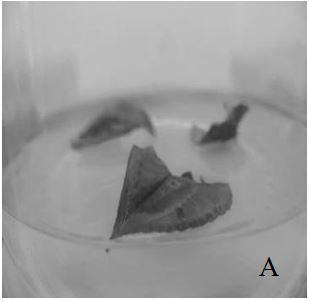 Medium and propagation method for tissue culture rapid propagation of Begonia chinensis