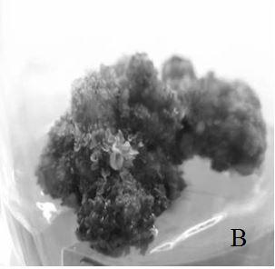 Medium and propagation method for tissue culture rapid propagation of Begonia chinensis