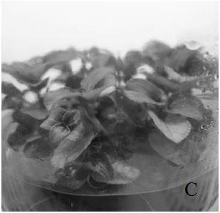 Medium and propagation method for tissue culture rapid propagation of Begonia chinensis