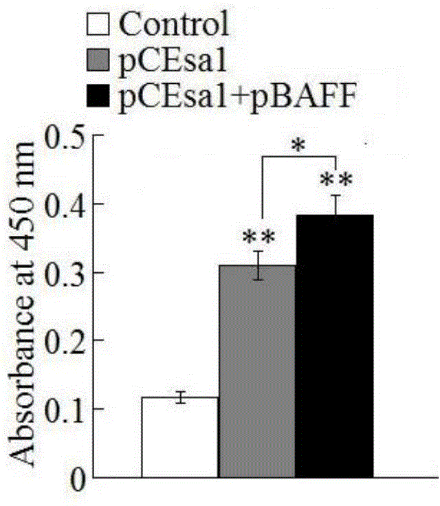 Immune application of fish B cell activating factor