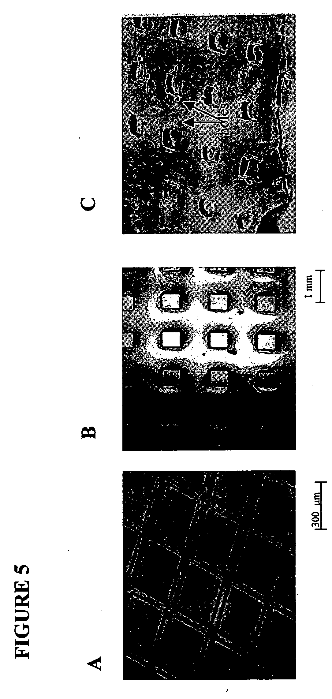 Microfabricated biopolymer scaffolds and method of making same