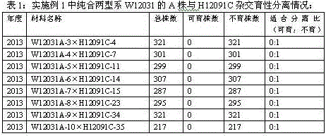 A method for improving the temporary protection line of Brassica napus-type recessive epistasis interaction genic male sterile rapeseed