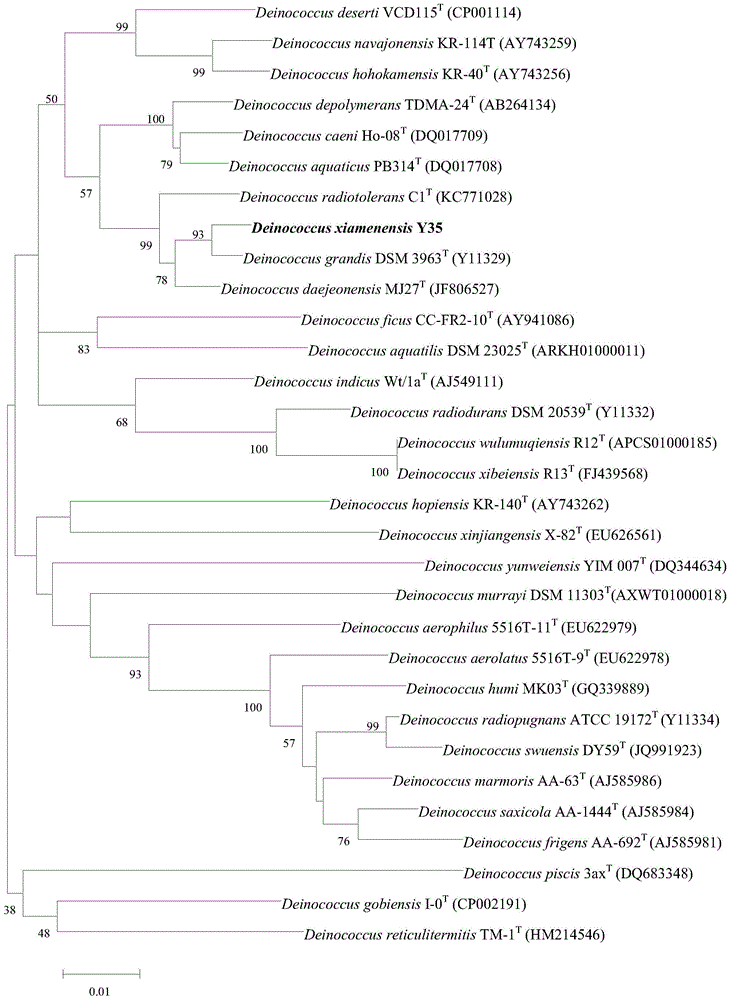 High-efficiency algae-inhibiting active compound deinoxanthin and its preparation method and application