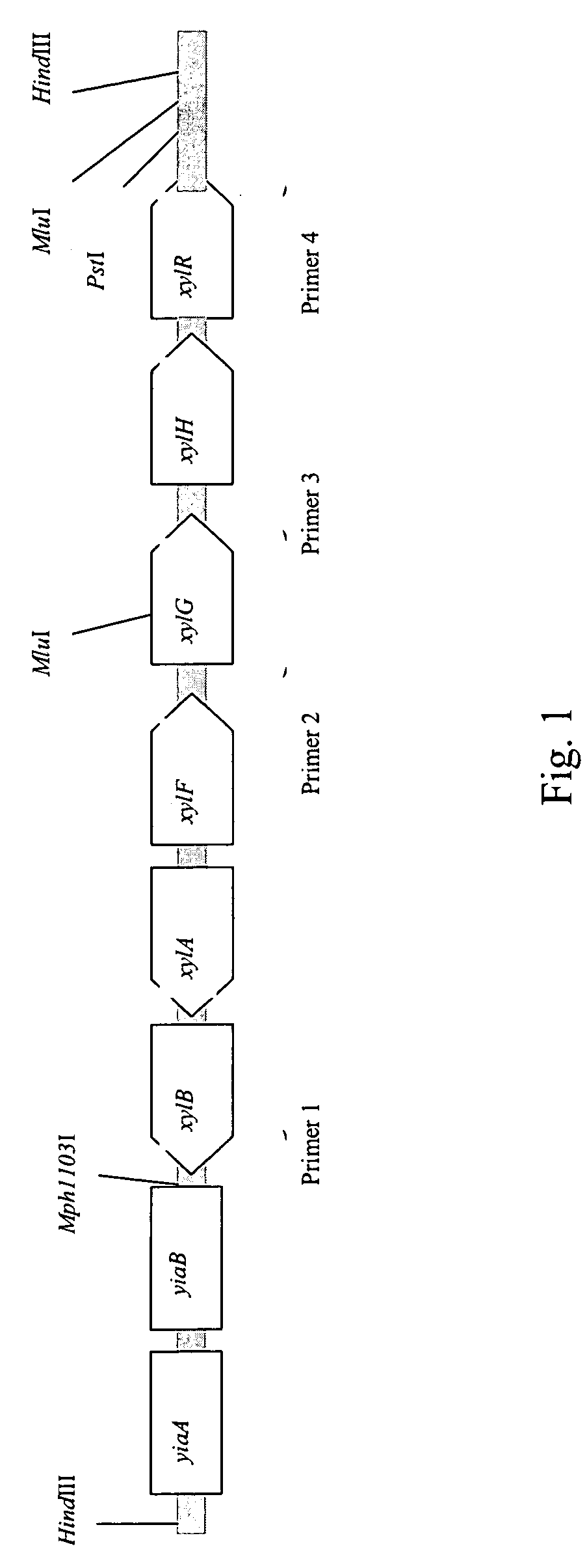 Method for producing l-amino acids by fermentation using bacteria having enhanced expression of xylose utilization genes
