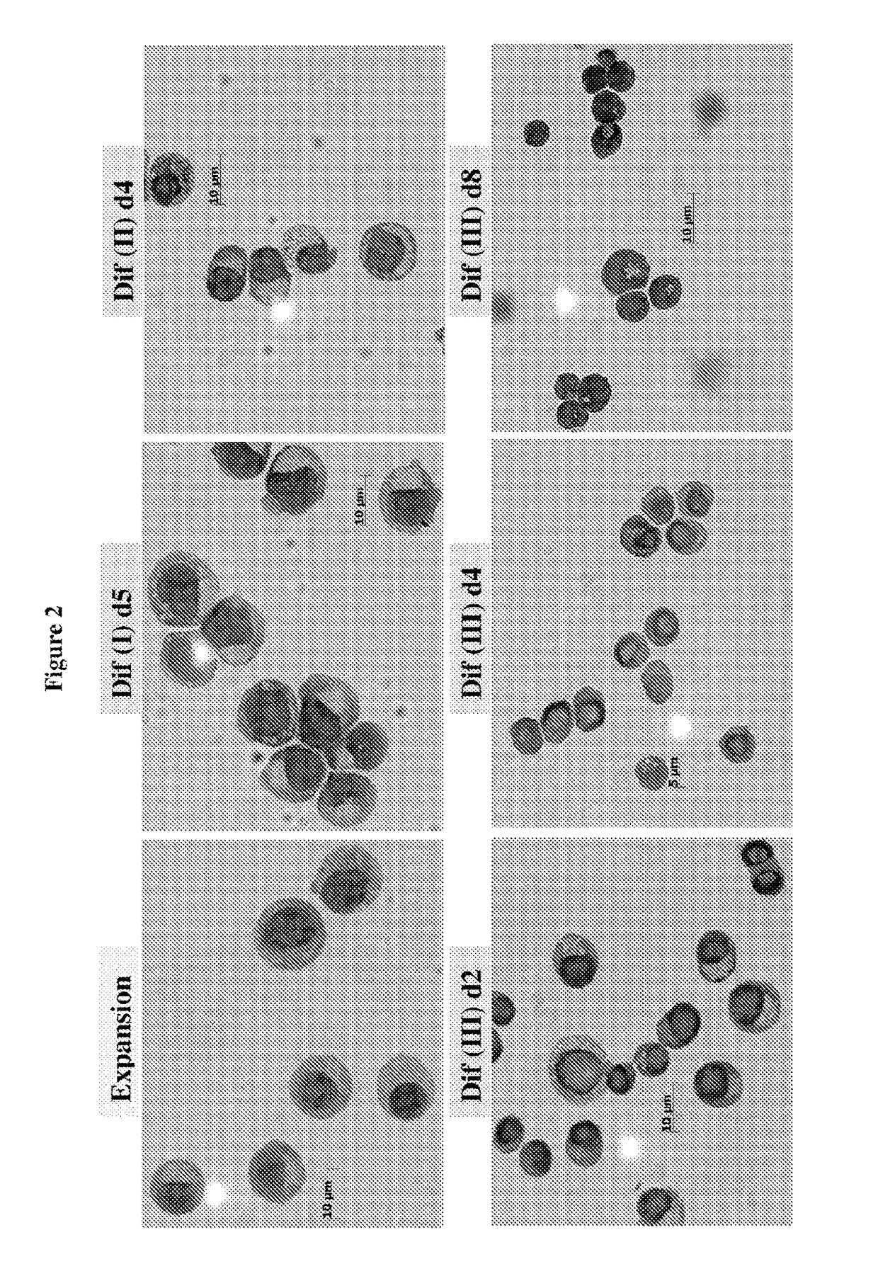 In vitro production of red blood cells with sortaggable proteins