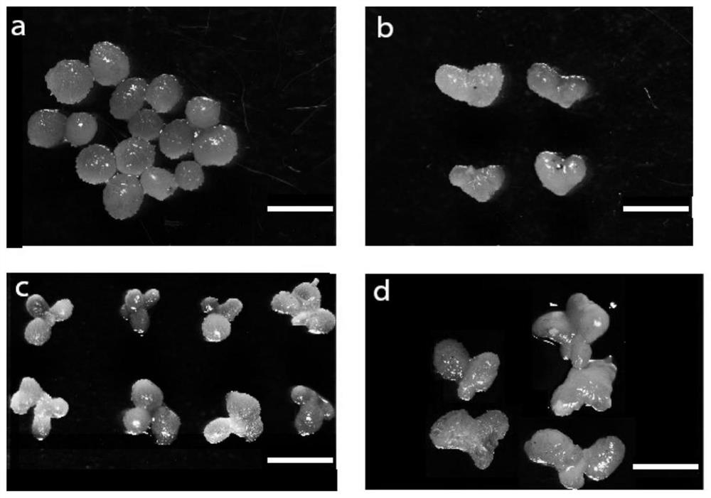 Chestnut somatic embryo development synchronization method and tissue culture seedling rooting method