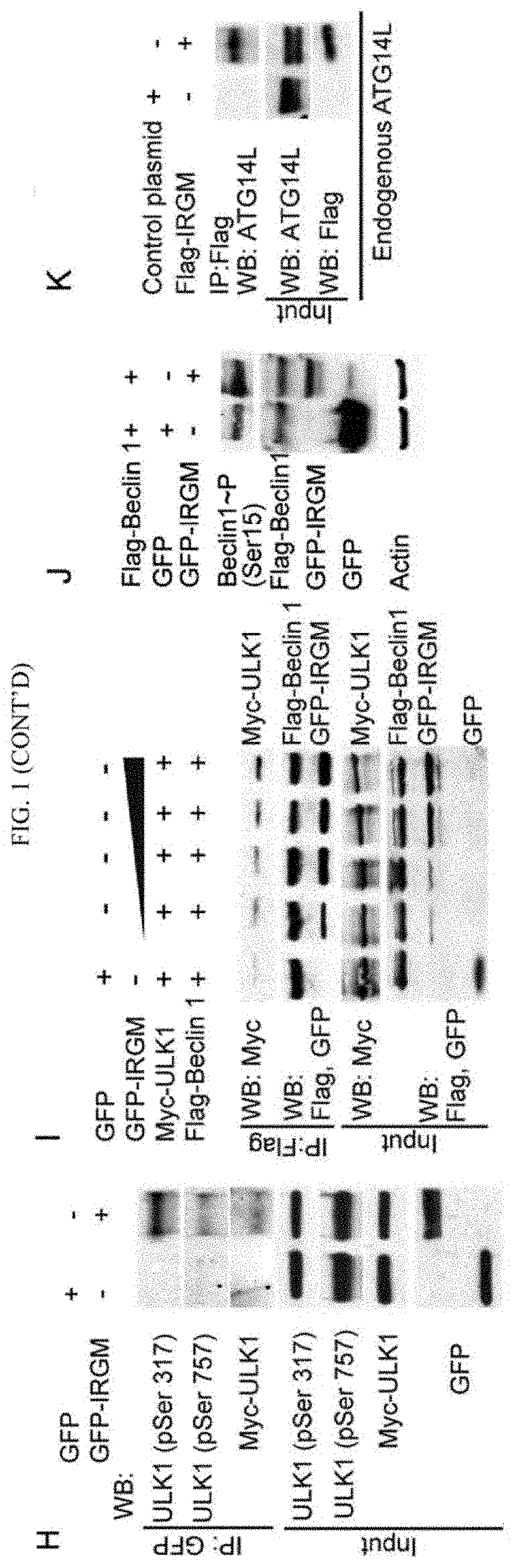 IRGM and precision autophagy controls for antimicrobial and inflammatory disease states and methods of detection of autophagy