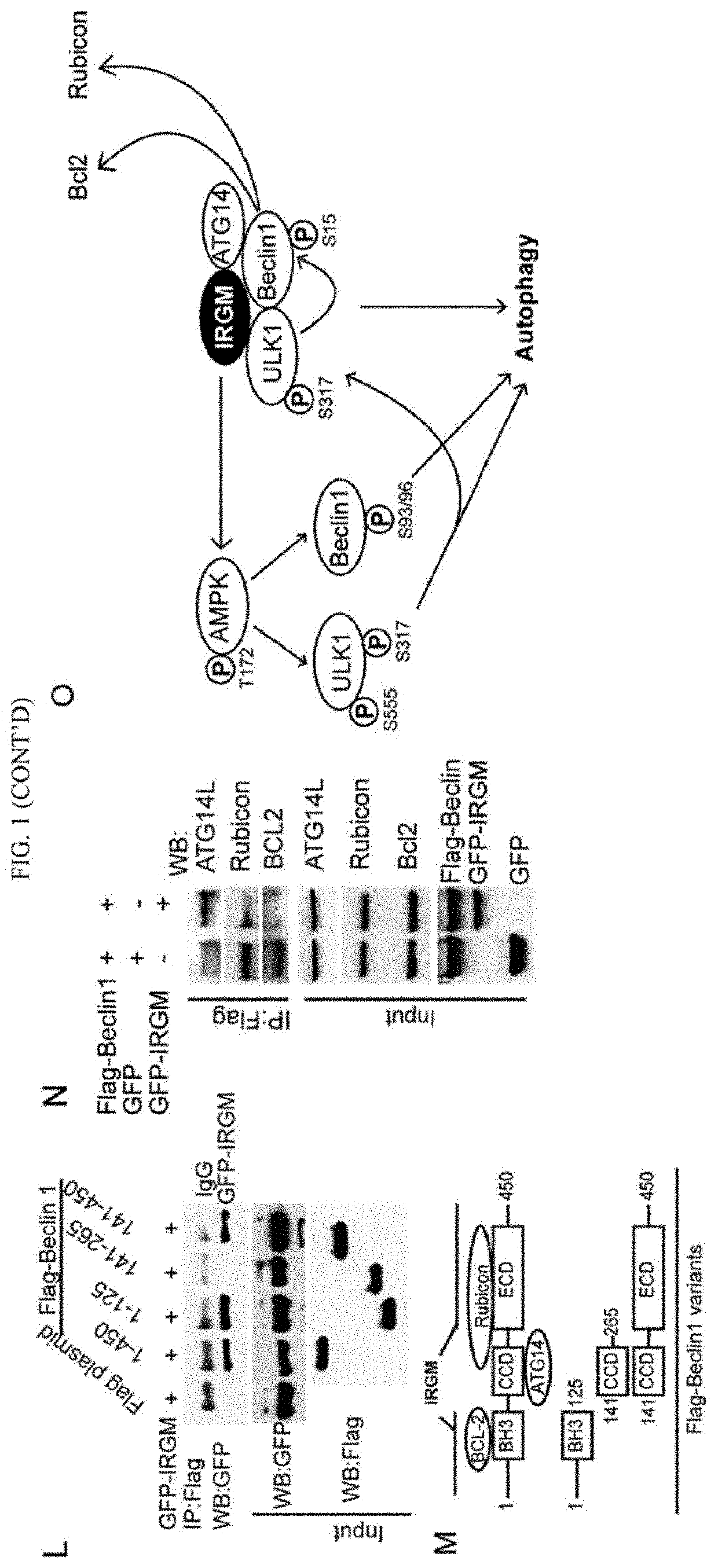 IRGM and precision autophagy controls for antimicrobial and inflammatory disease states and methods of detection of autophagy