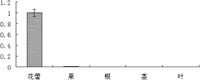 Method for preparing cabbage type rape BnPABP3 promoter and application thereof