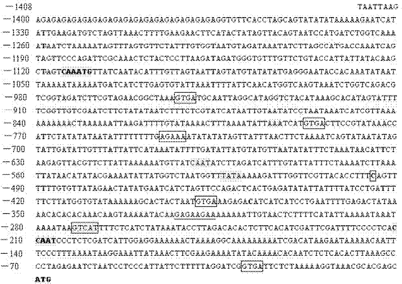 Method for preparing cabbage type rape BnPABP3 promoter and application thereof