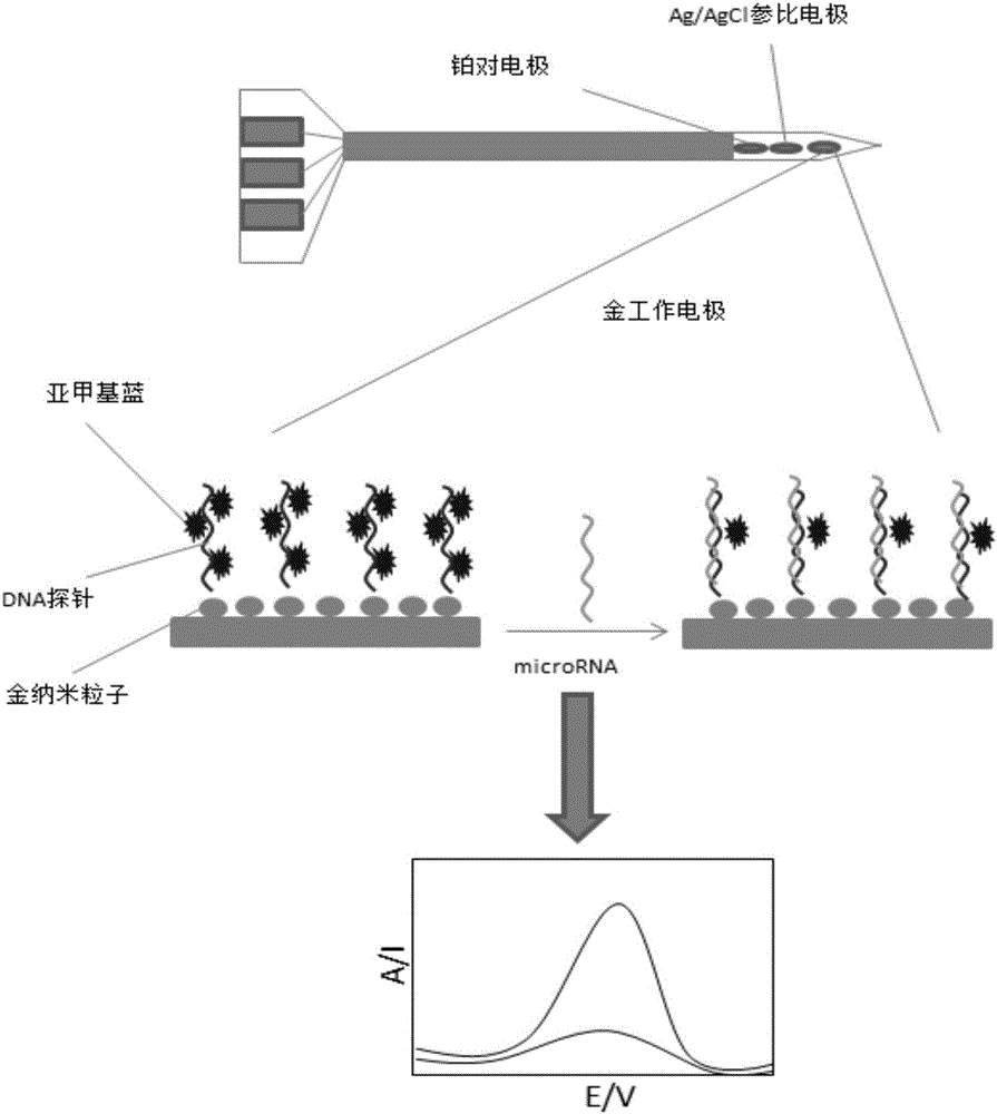 Microelectrode biosensor of in-situ vivo detection plant miRNA and application of microelectrode biosensor
