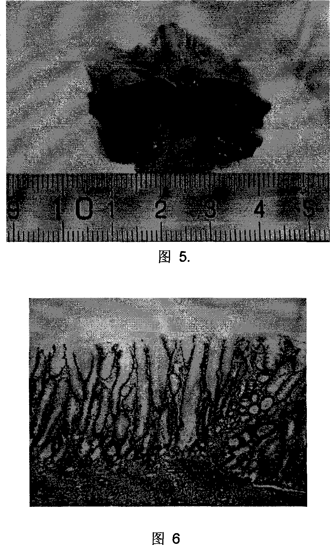 Method for setting acetic-acid gastric ulcer disease recurrence model