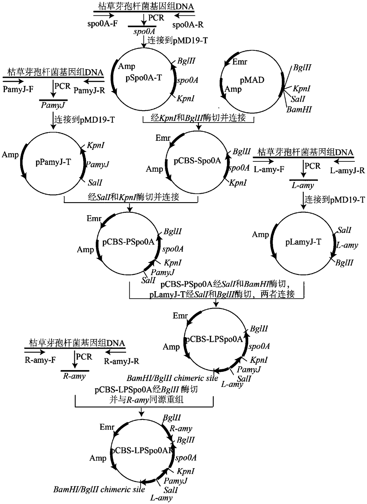 Method for increasing yield of antifungal peptide bacillomycin D by over-expression of spo0A gene