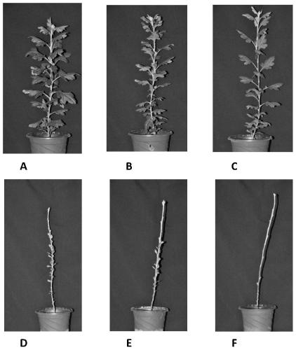 A method for controlling the elongation of side branches of cut chrysanthemum