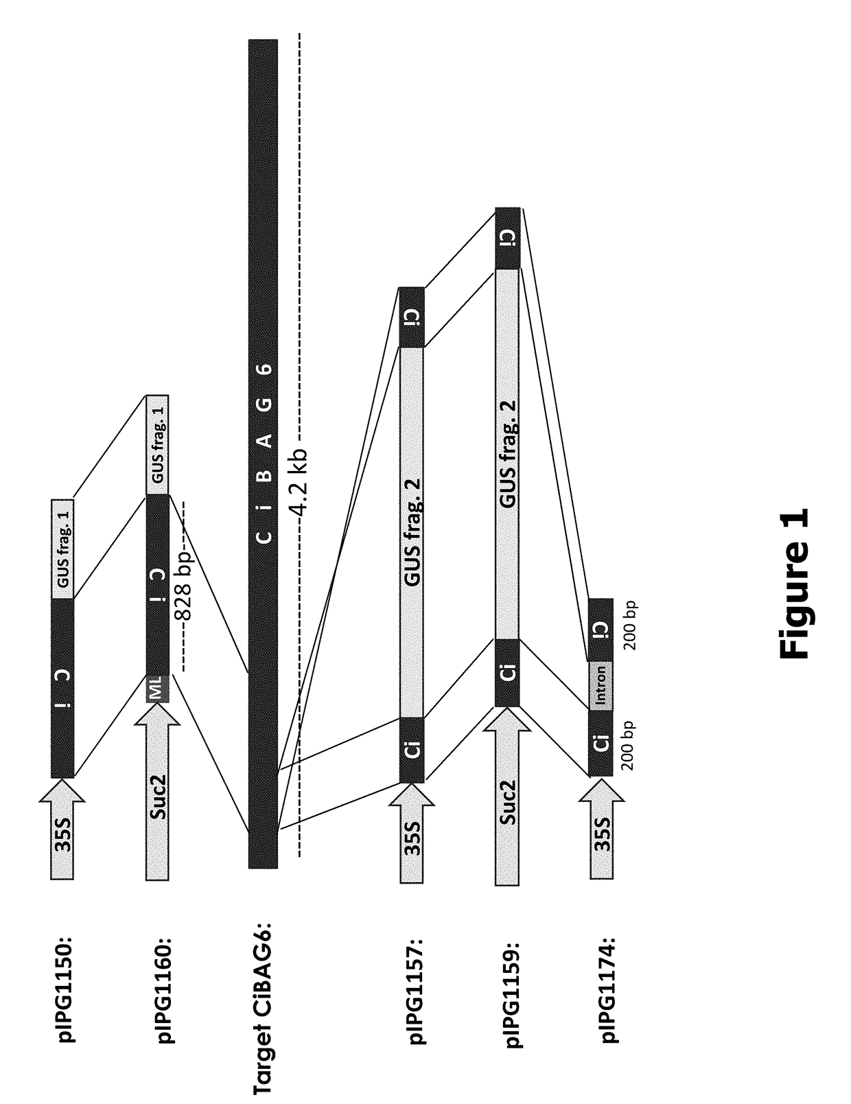 Methods and compositions for preventing or reducing infections of crop plants by bacterial and fungal pathogens