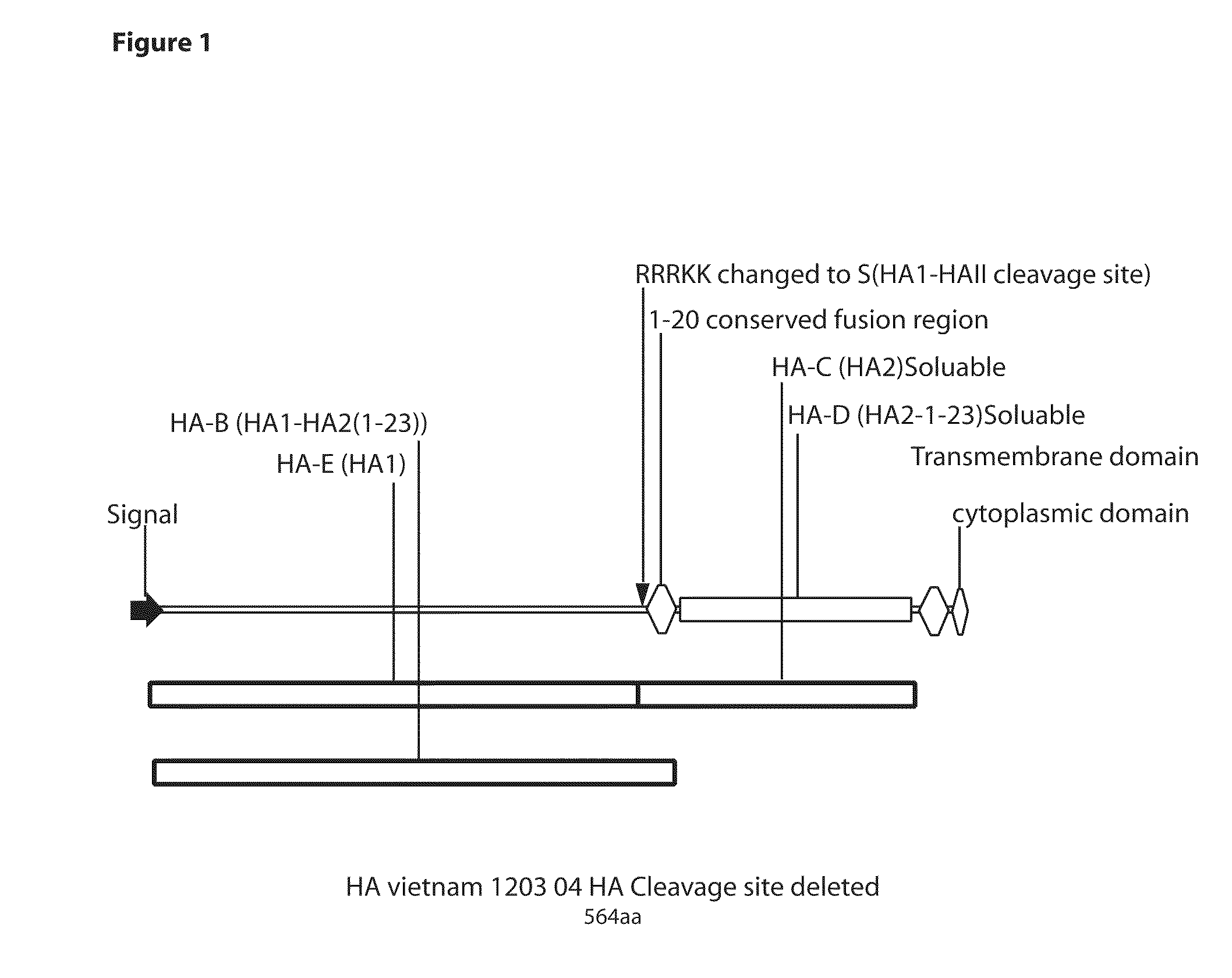 Thermostable Fusion Proteins and Thermostable Adjuvant