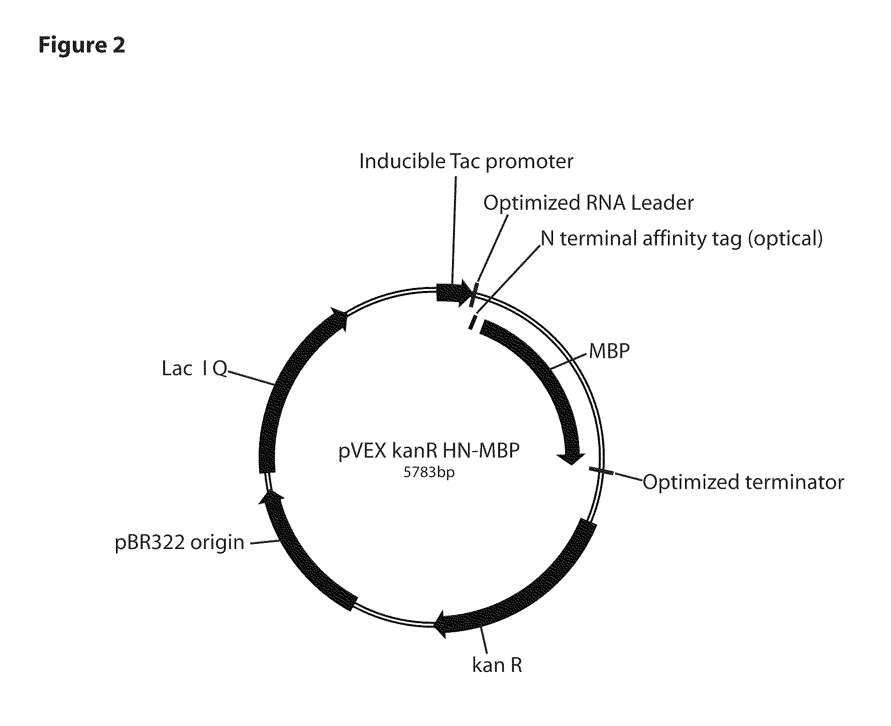 Thermostable Fusion Proteins and Thermostable Adjuvant