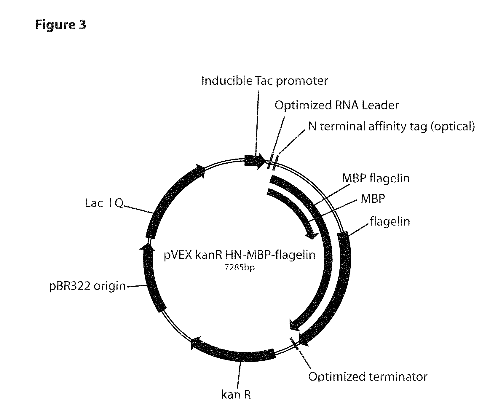 Thermostable Fusion Proteins and Thermostable Adjuvant