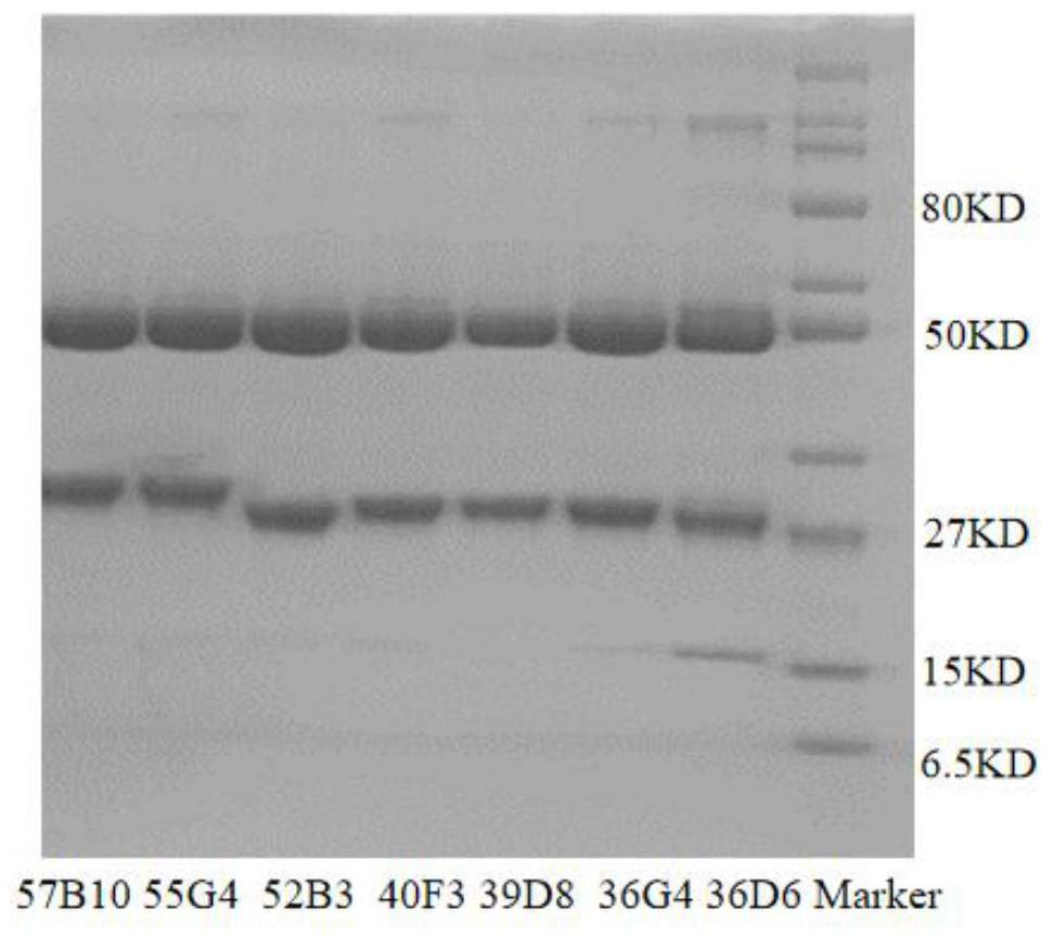 Anti-SIRP alpha monoclonal antibody