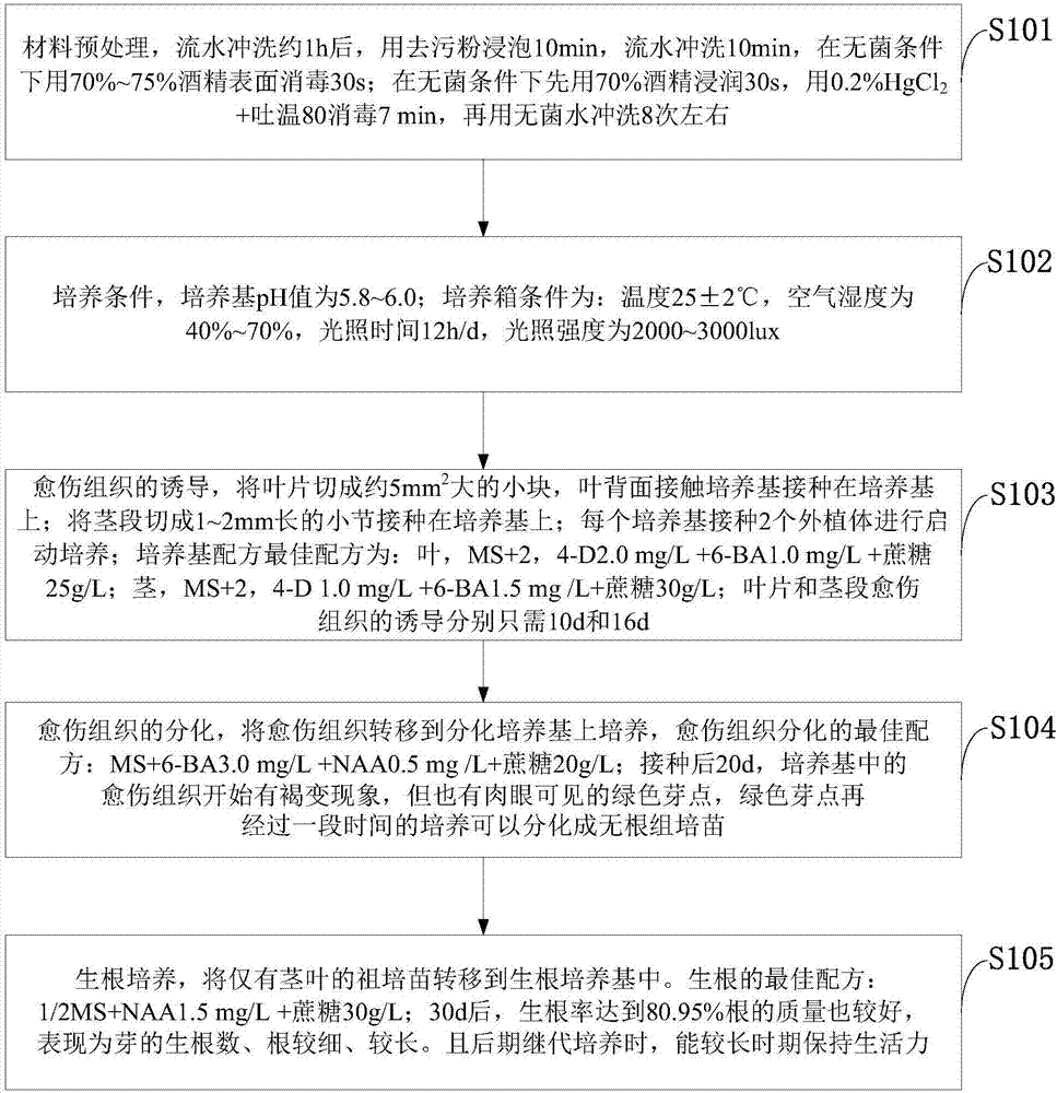 Culture medium for fagus longipetiolata plant tissue culture and culture method thereof