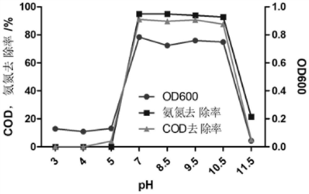 Alcalibacterium water producing as1 and its application in sewage treatment