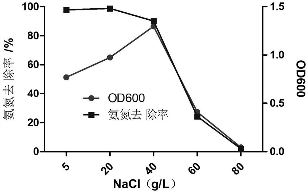 Alcalibacterium water producing as1 and its application in sewage treatment