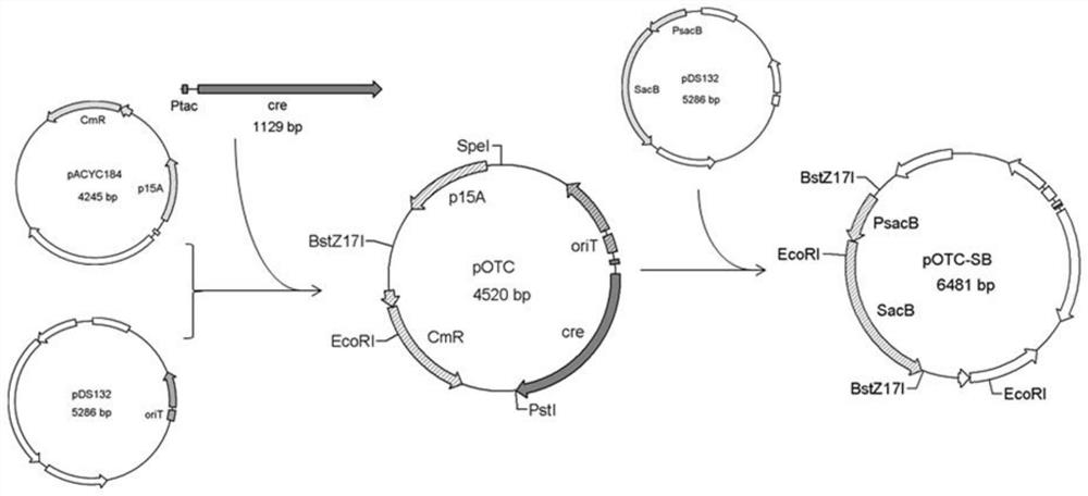 Construction method of vibrio parahaemolyticus gene efficient knockout plasmid