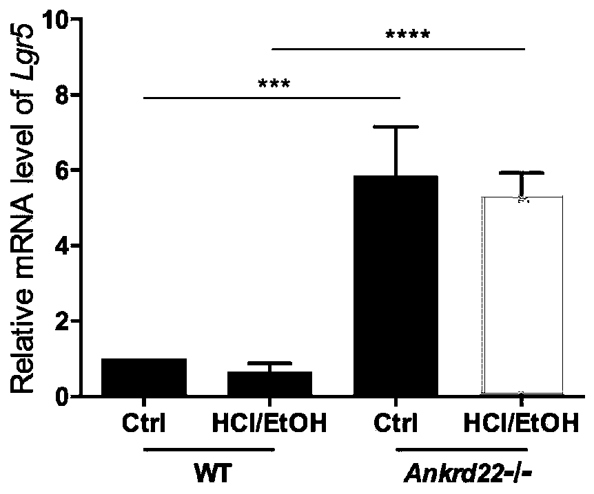 Application to preparation of gastrointestinal mucosa repair protective agent by using ANKRD22 as target