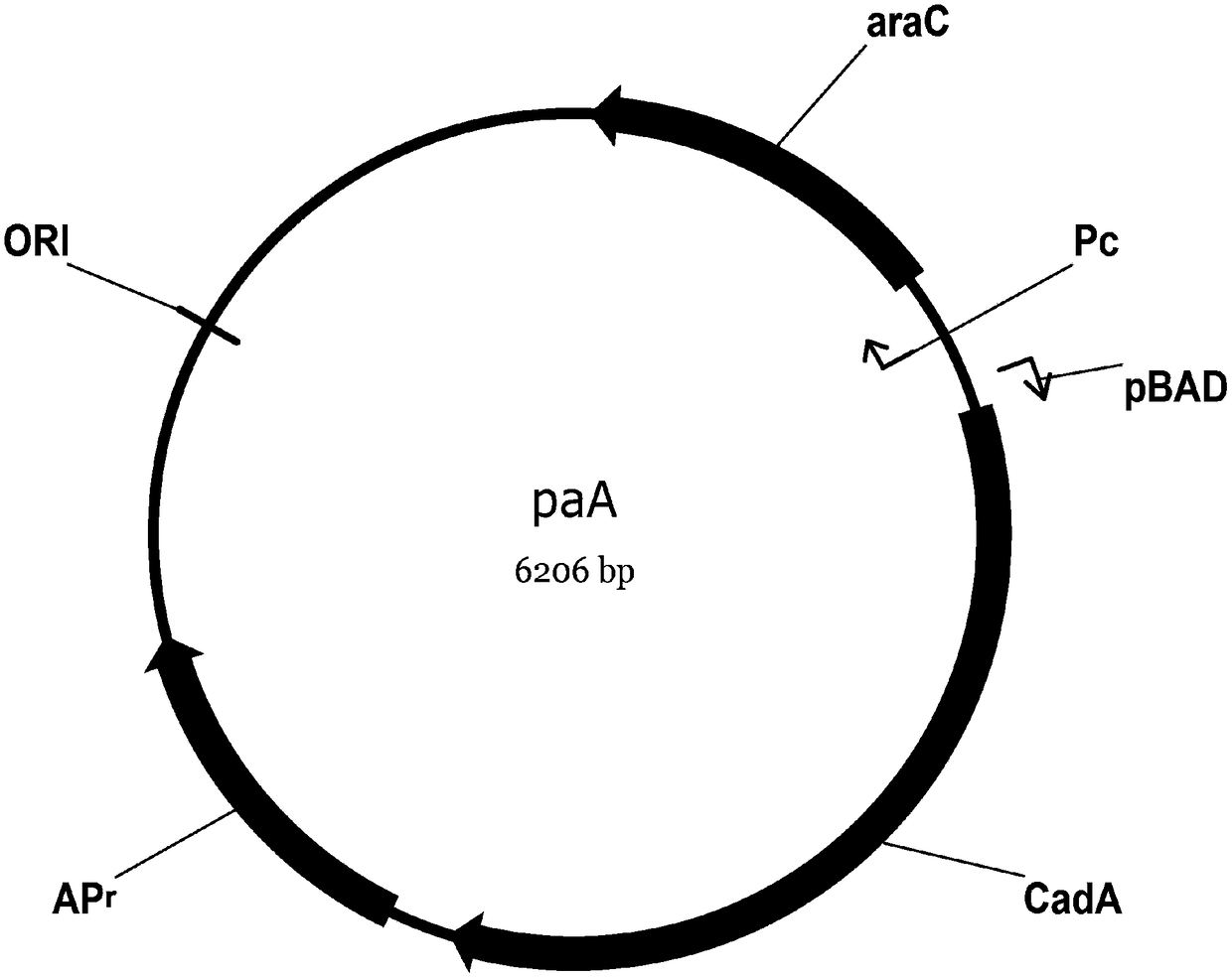 Recombinant expression plasmid based on T7 promoter, and transformant and application thereof