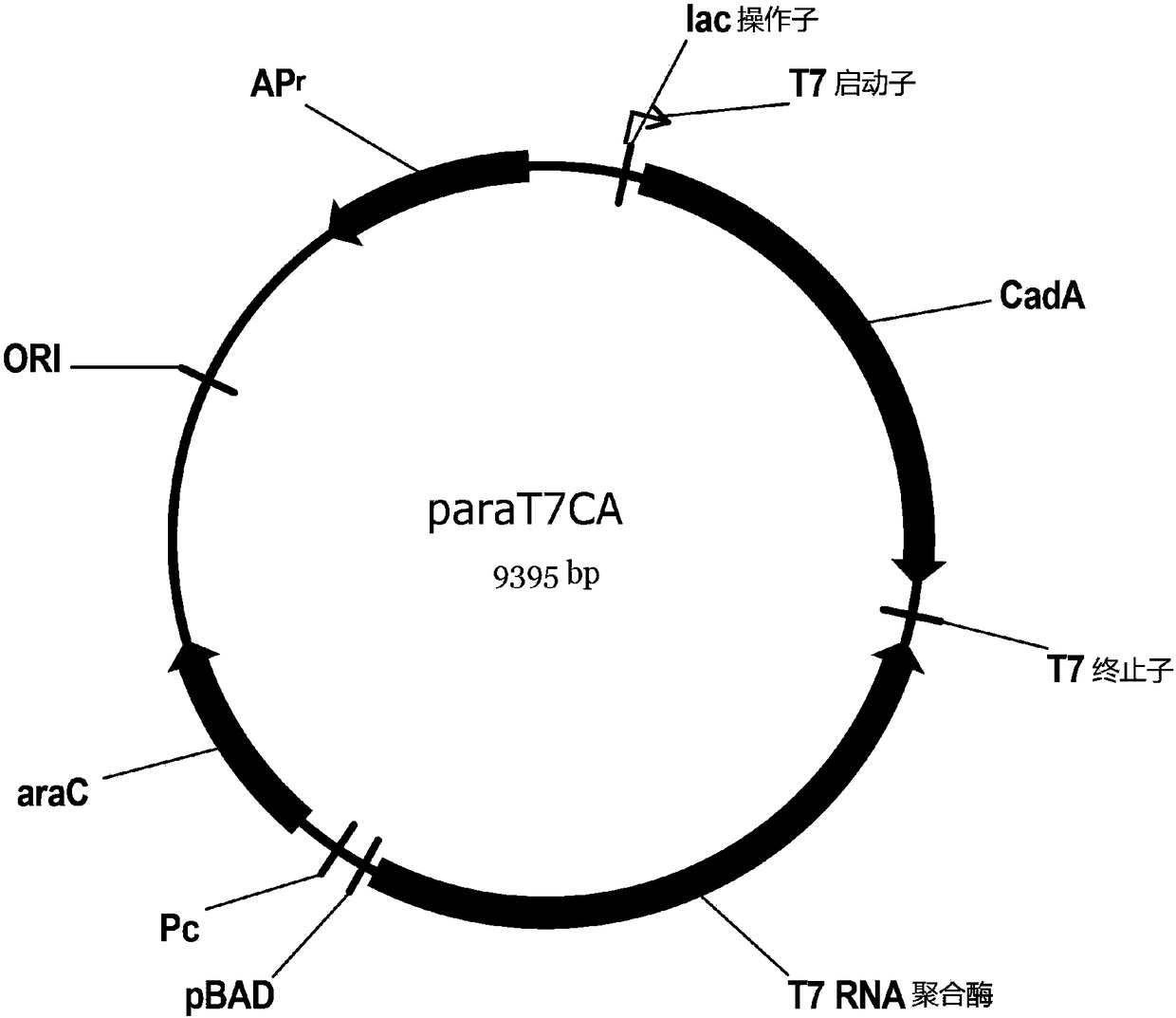 Recombinant expression plasmid based on T7 promoter, and transformant and application thereof