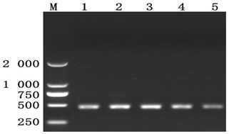 Goose astrovirus and application thereof