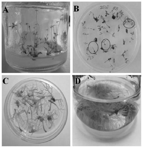 Induction and rapid propagation method of salvia chinensis hairy roots